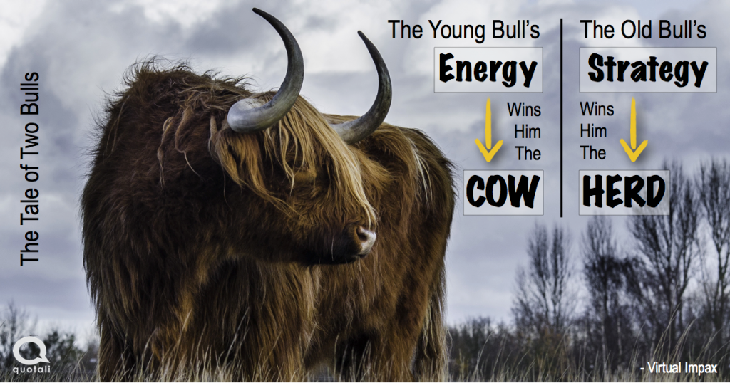 business parable story of two bulls
